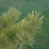 Scotch Pine #10 - Image 2